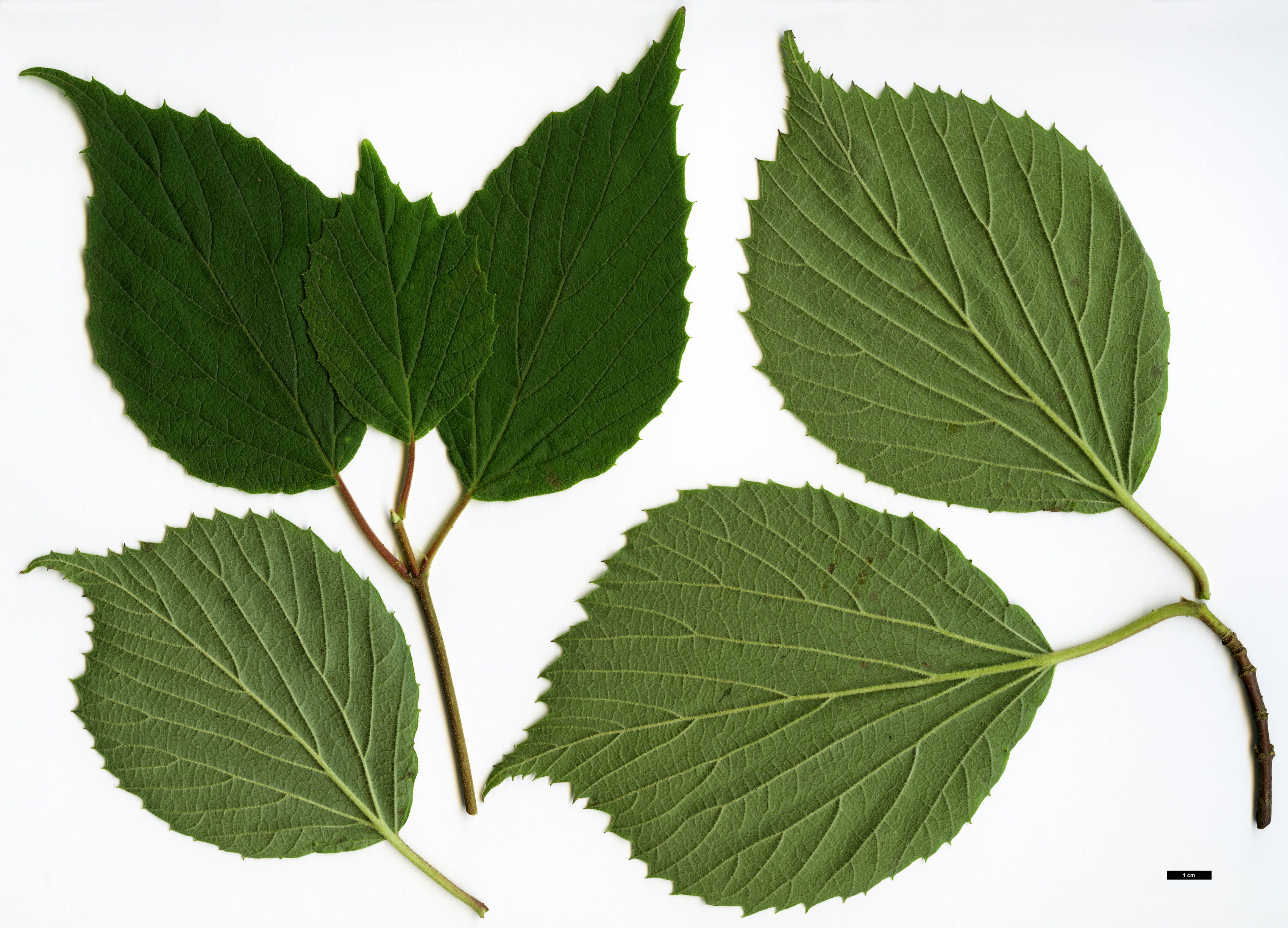 High resolution image: Family: Adoxaceae - Genus: Viburnum - Taxon: fordiae